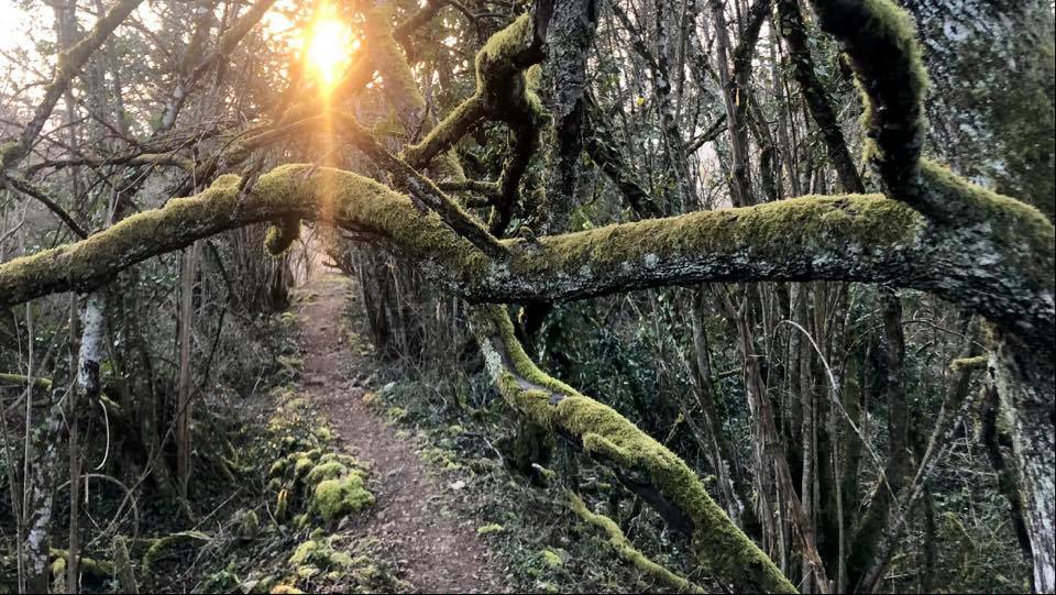 Sentier d'accès aux falaises de Cormot. Photo: Philippe Royer